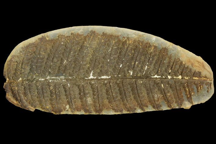 Fossil Fern (Oligocarpia) Pos/Neg - Illinois #121214